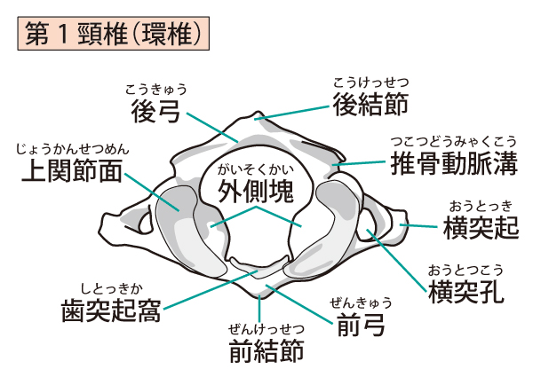 東大阪市の上部頸椎カイロプラクティック 第一頚椎