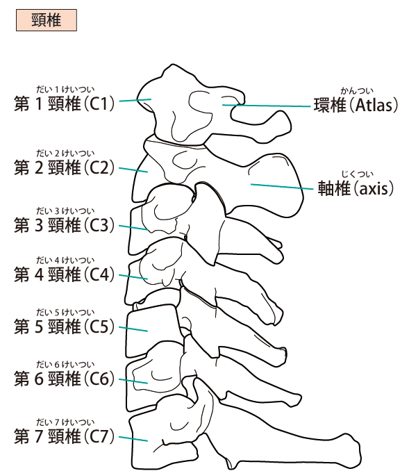 頚椎の形と名称
東大阪市の藤井カイロプラクティック