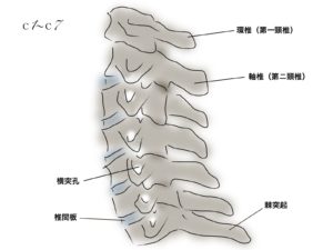 東大阪市の上部頚椎カイロプラクティック　藤井カイロプラクティック　頚椎図